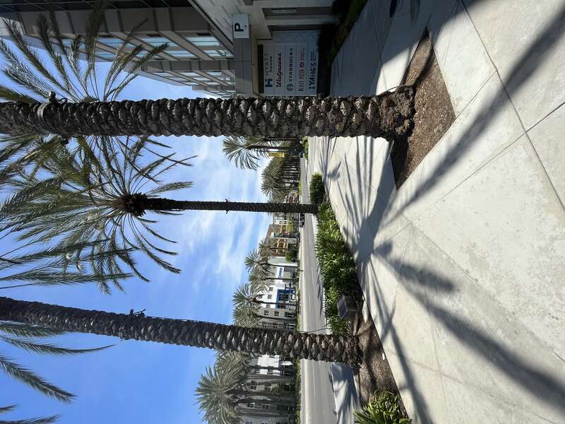 Trees tribute to Carl Zaby (Anaheim) July 2022