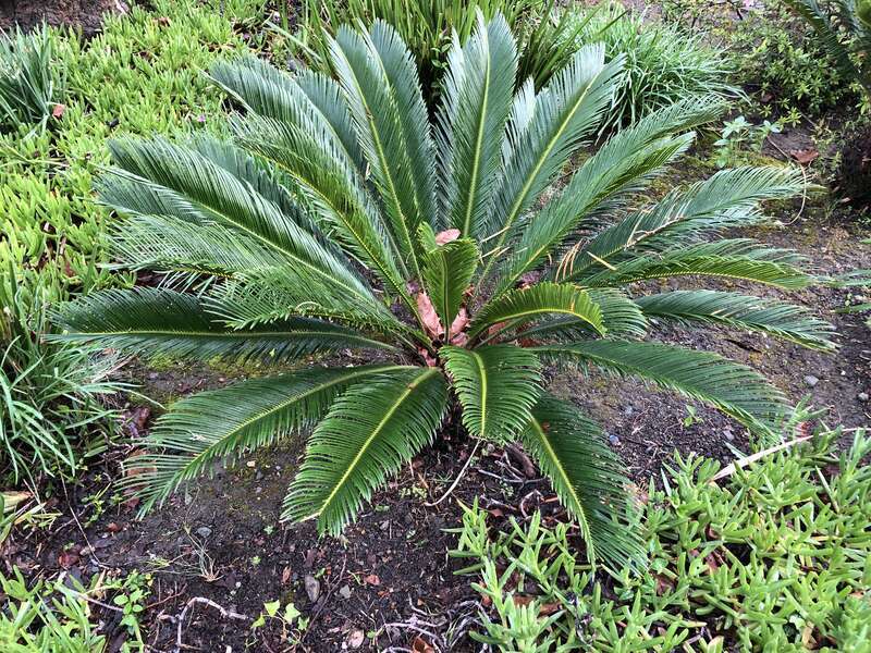 A cycad along South Pastoria Avenue in Sunnyvale, Santa Clara County, California