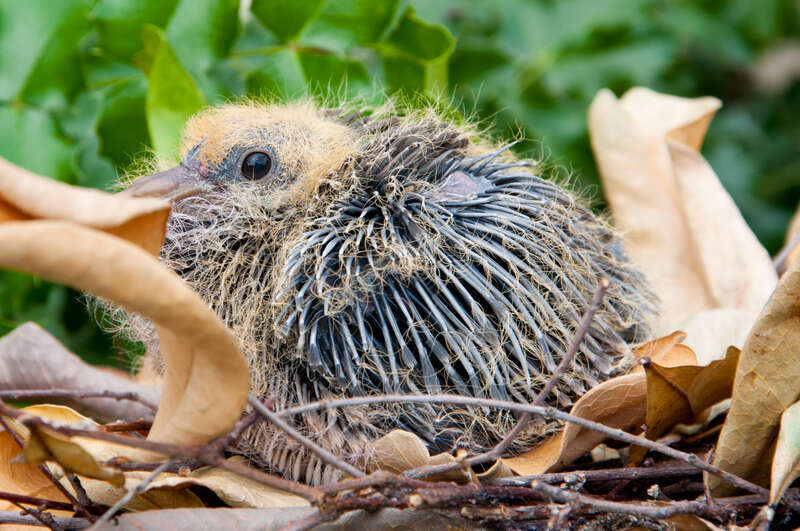 A nestling of rock dove with pin feathers 