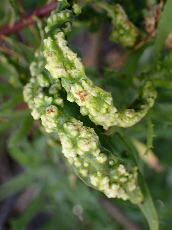 Mule Fat Blister Mite (Aceria baccharices)