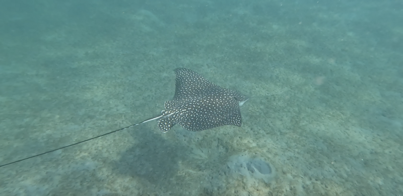 Spotted Eagle Ray (Aetobatus narinari) in the United States