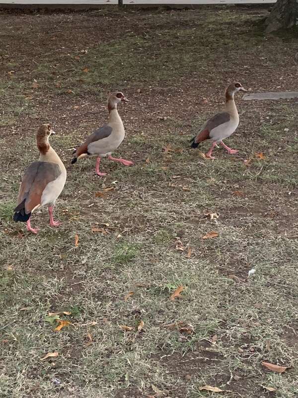 Egyptian Goose (Alopochen aegyptiaca)