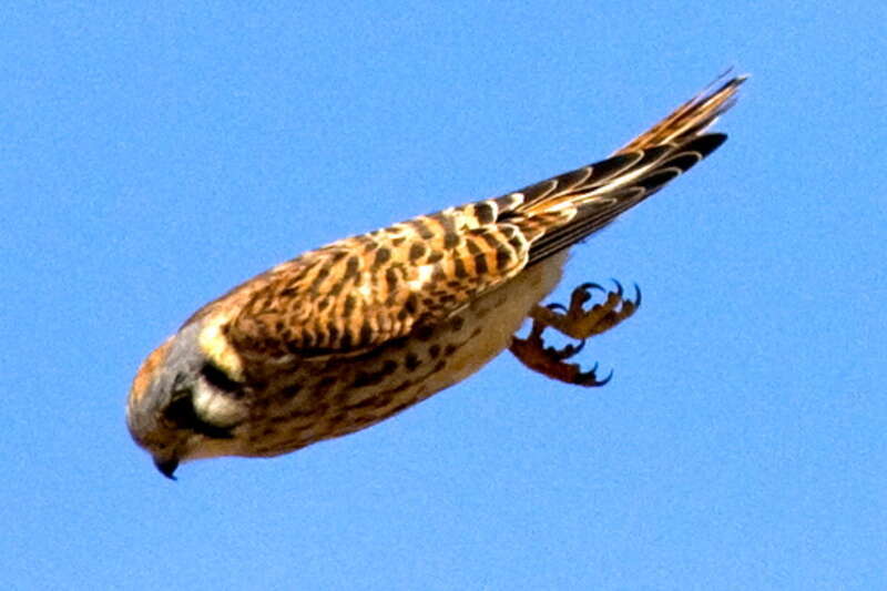 American Kestrel (Falco sparverius) about to catch a snake. These were taken at the first turnout off South Bay Blvd on Turri Road. 40D/100-400L.