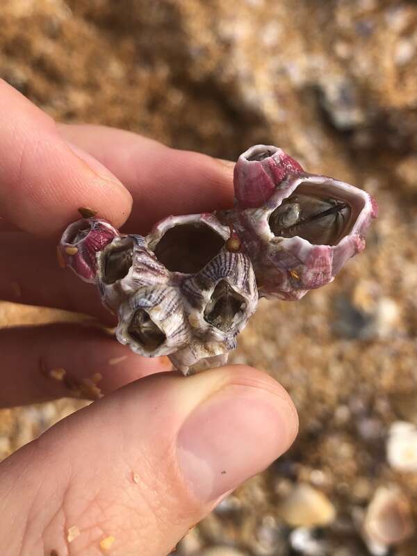 Reticulated Barnacle (Amphibalanus reticulatus)