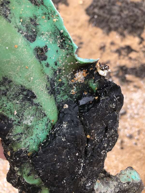 Amphibalanus venustus