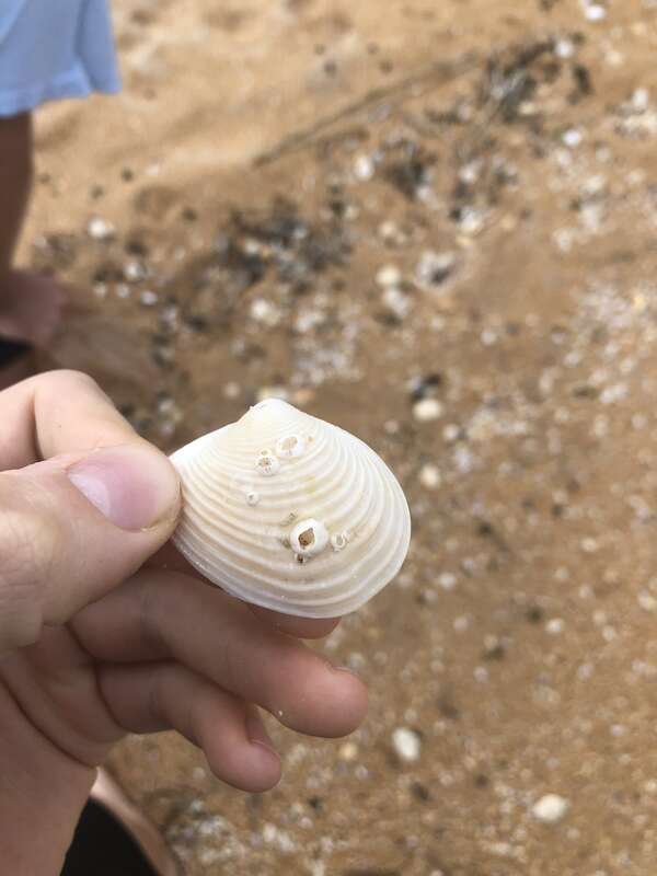 Amphibalanus venustus