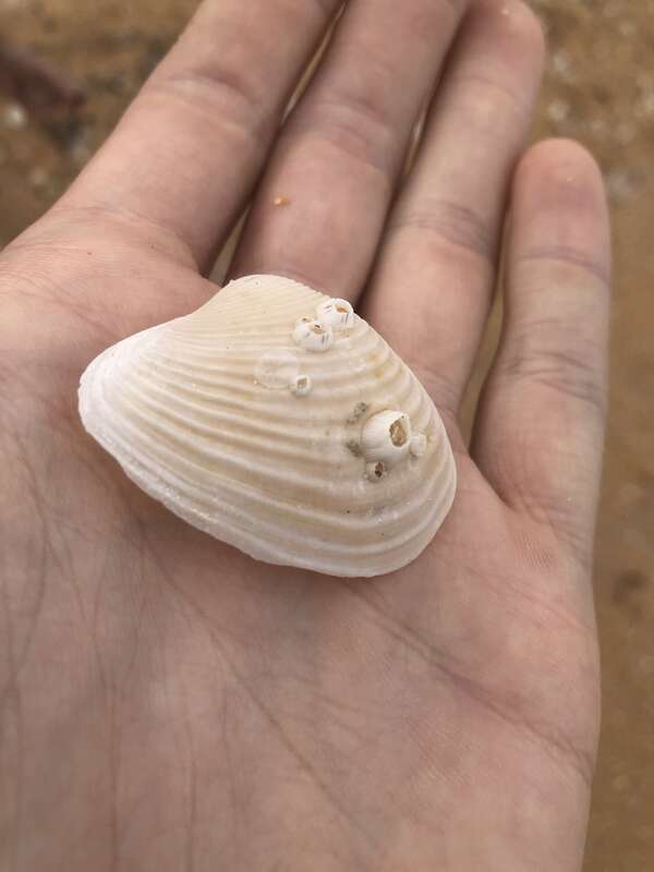 Amphibalanus venustus