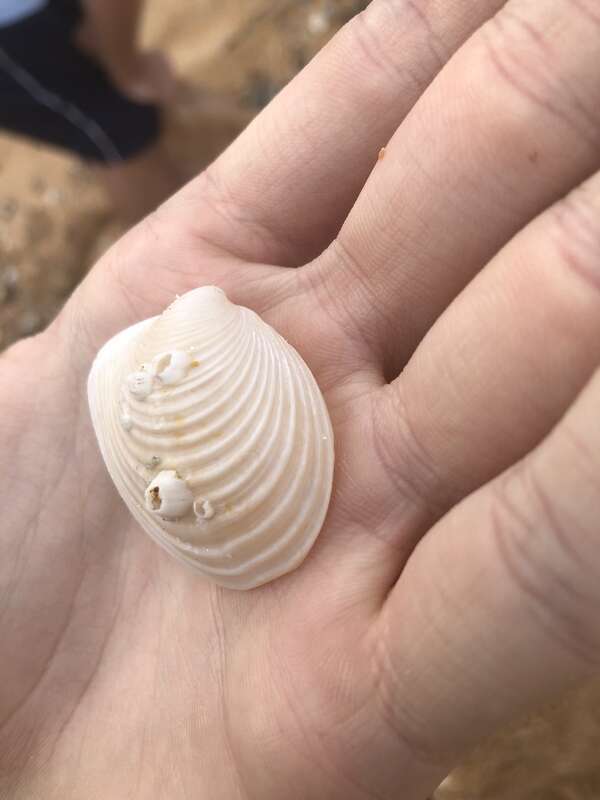 Amphibalanus venustus