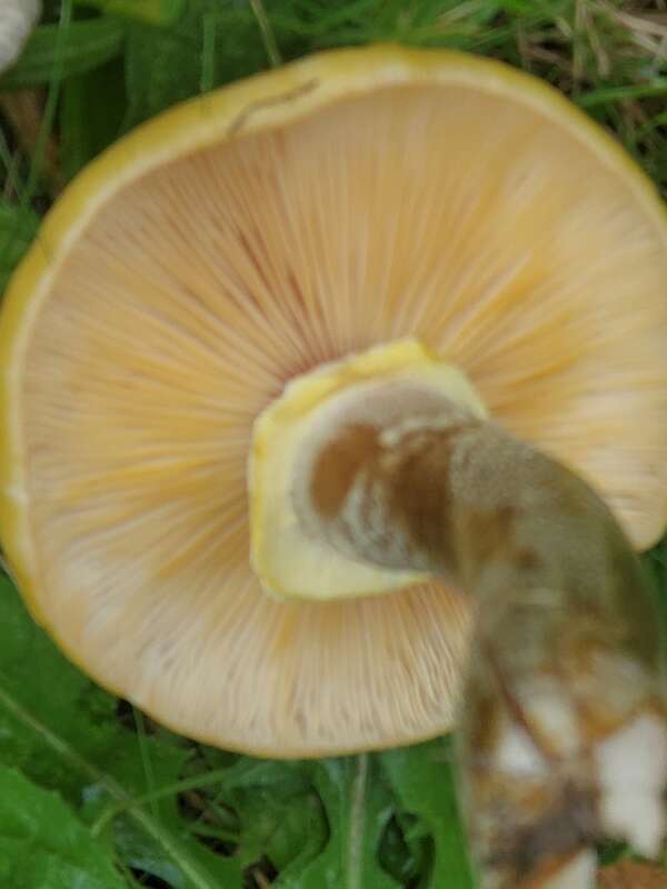 Honey Mushroom (Armillaria mellea)