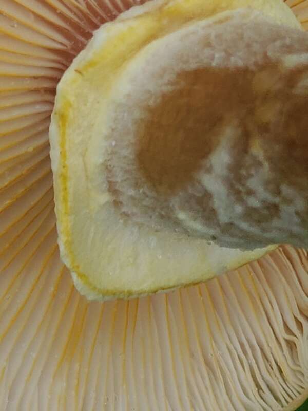 Honey Mushroom (Armillaria mellea)