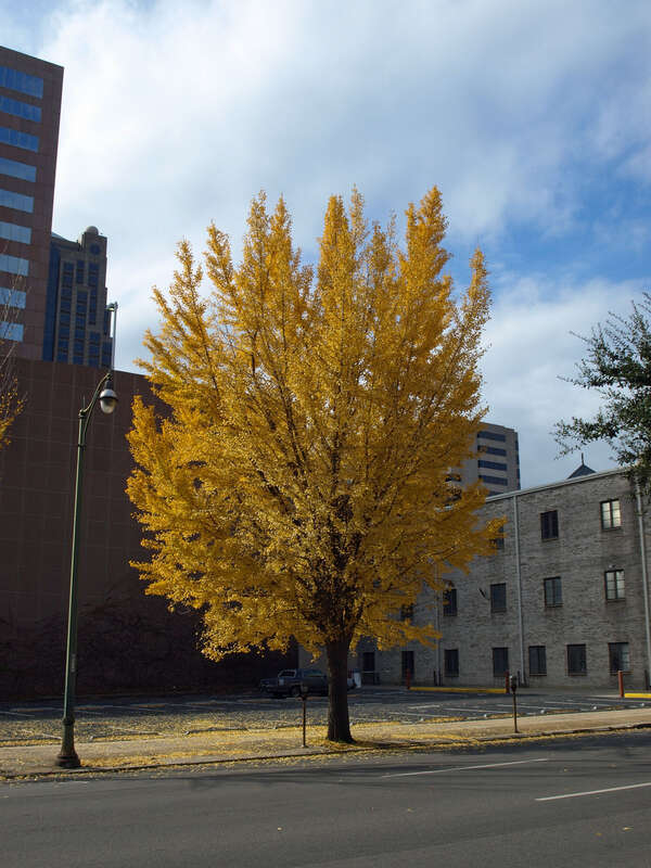 A tree on 21st Street North in Birmingham, Alabama showing its fall colors.