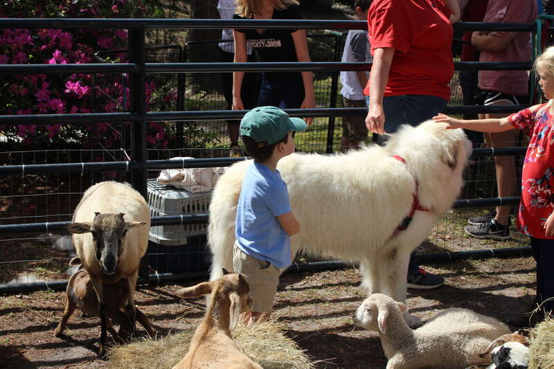 Azalea Festival 2019, Drexel Park, Valdosta, Lowndes County, Georgia