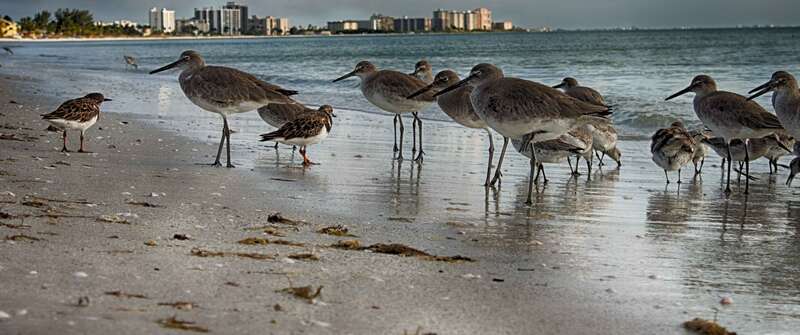 Birds on Fort Myers beach hanging out together