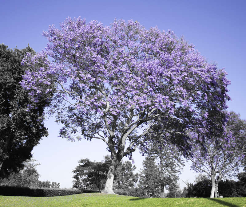 Image of a Jacaranda focused on the purple flowers, the green grass, and the blue sky.