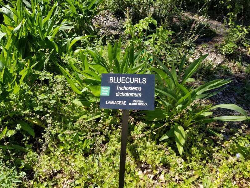 Bluecurls plant at Florida Botanical Gardens. Sign contains scientific and common names, origin, and indicates that it is a Florida-friendly plant.