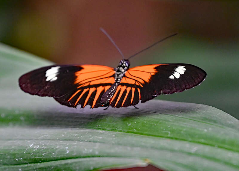 Taken on Thursday, March 31, 2022 during the annual Blooms and Butterflies exhibition in the Pacific Island Water Garden area of the Franklin Park Conservatory in Columbus, Ohio.