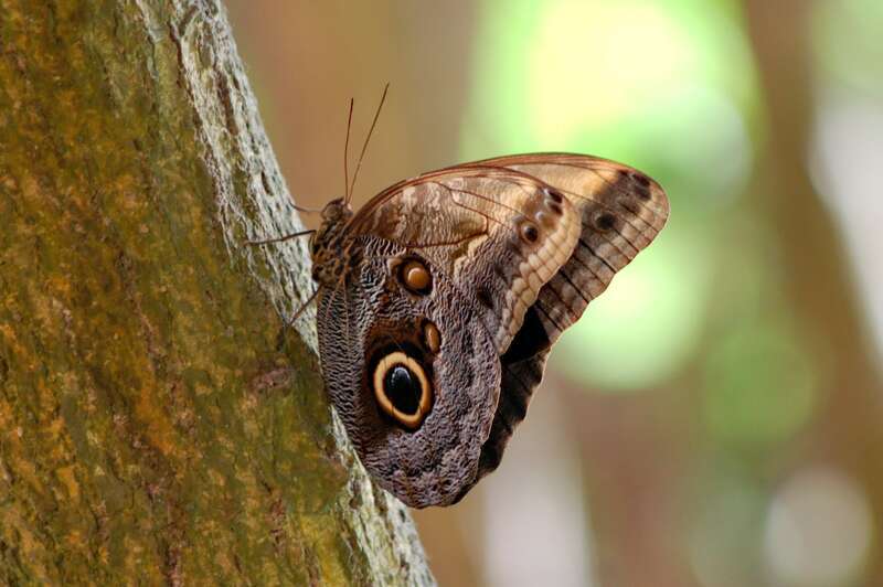 One of the butterflies at Six Flags Discovery Kingdom in in Vallejo, California.
