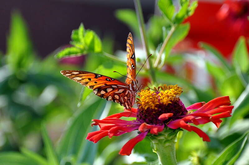 Butterfly on Flower