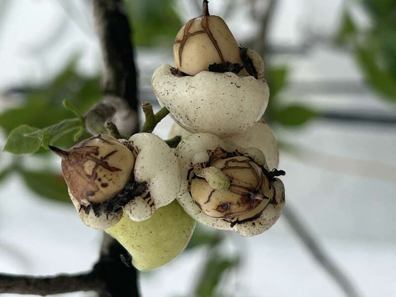 C. sebestena fruits— street tree in West Palm Beach, Florida, USA