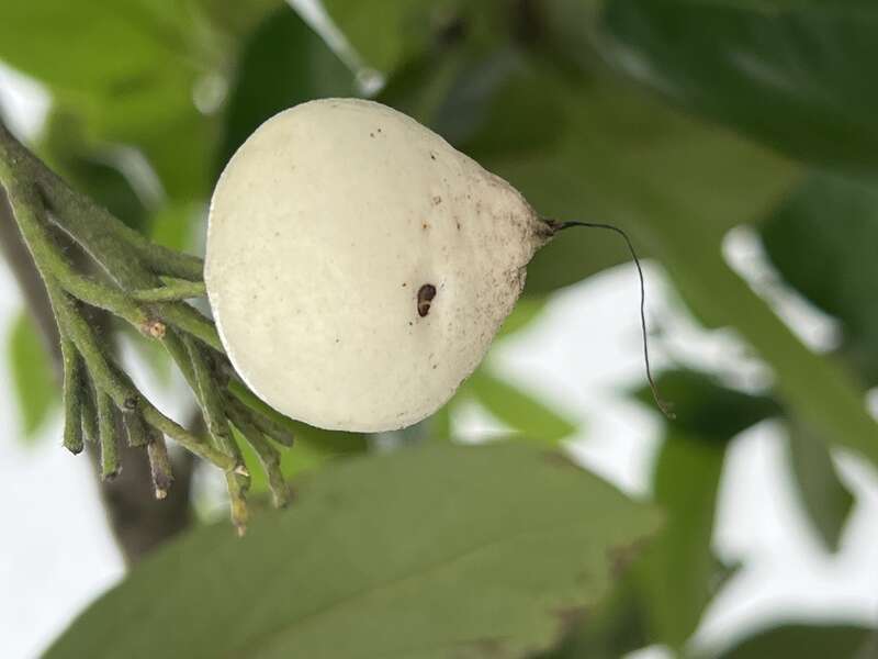 C. sebestena fruits— street tree in West Palm Beach, Florida, USA