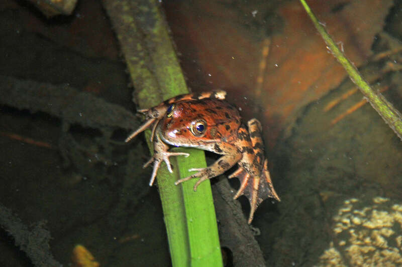 California red-legged frog (Rana draytonii)