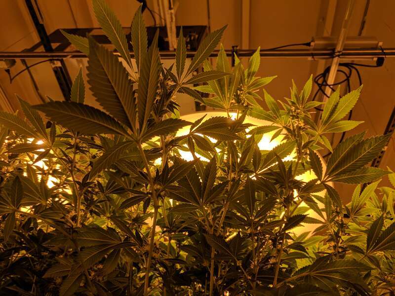 Cannabis plants in a commercial grow facility in Denver, Colorado. Taken on tour with My 420 Tours