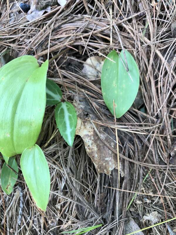 striped wintergreen (Chimaphila maculata)