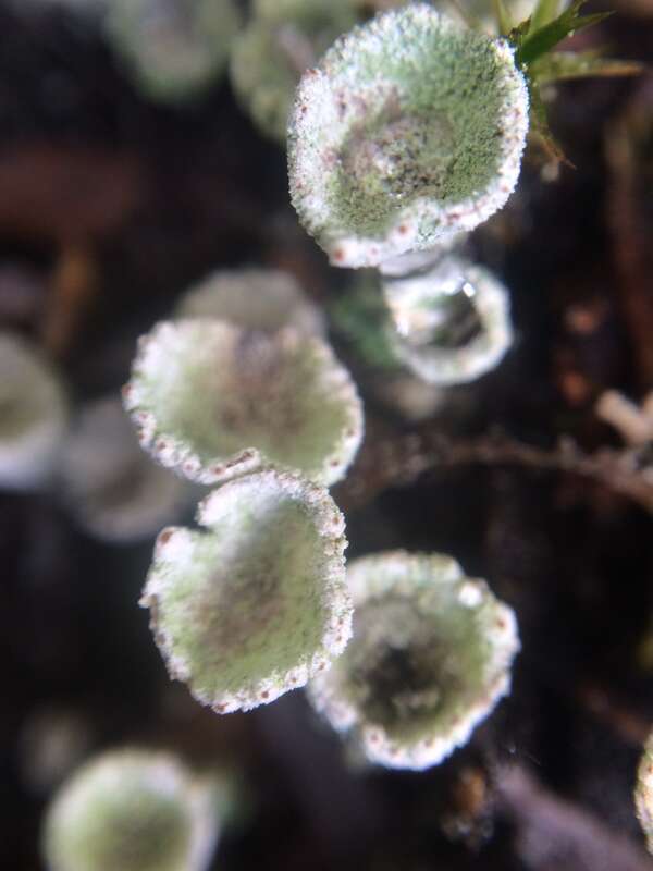 Mealy Pixie Cup (Cladonia chlorophaea)