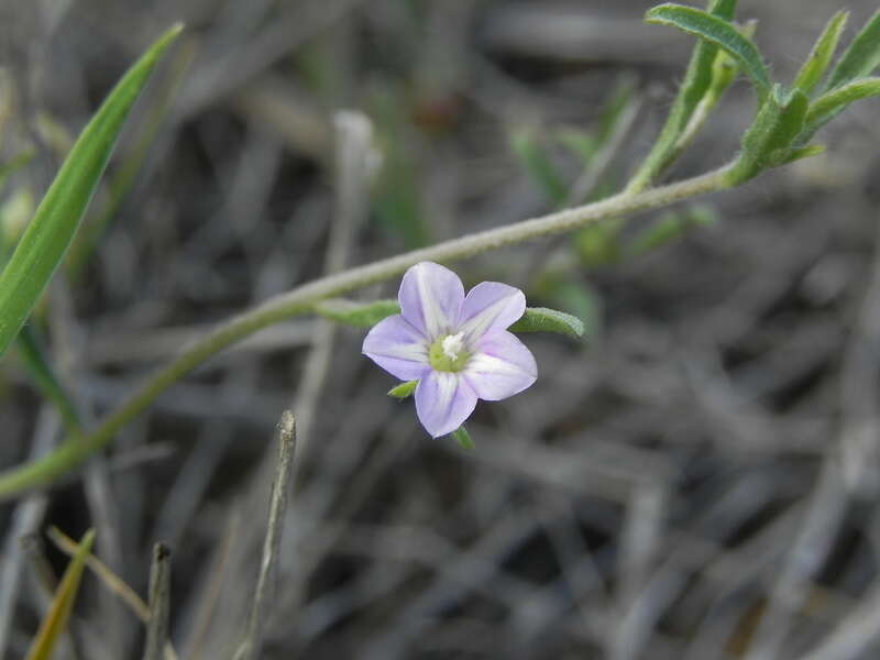 small-flowered morning-glory (Convolvulus simulans)