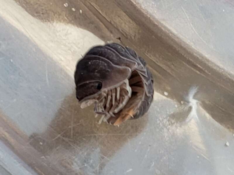 Little Sea Pill Woodlouse (Cubaris murina)