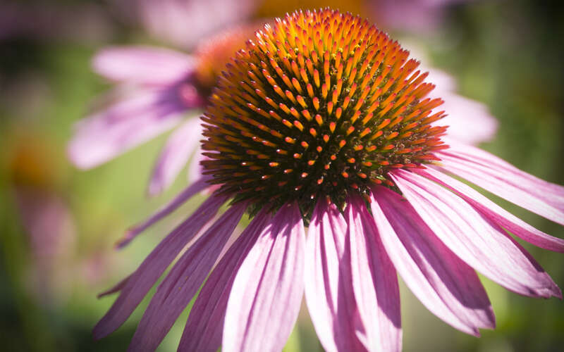 Please visit my  Facebook page or my  Google+ page at  to see more of my photographs.