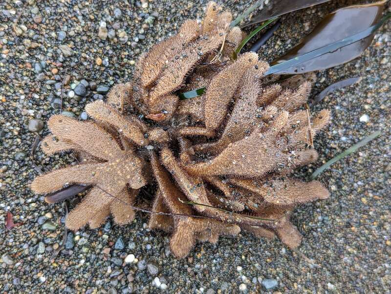 leather bryozoan (Flustrellidra corniculata)