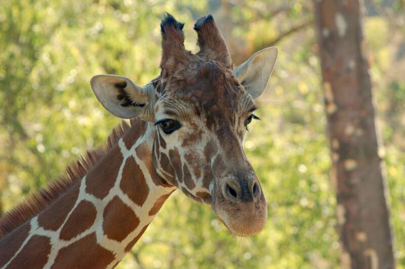 One of the giraffes at an amusement park in Vallejo, California.