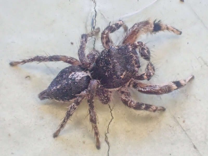 Habronattus elegans. Species of arachnid.