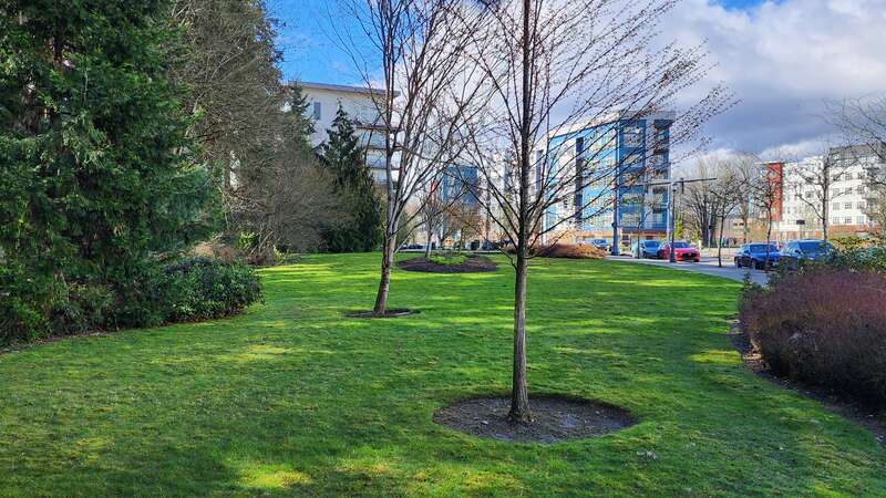 Heron Rookery, Redmond, Washington