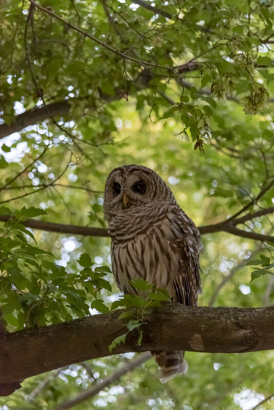 A female Barred owl (Strix varia) I found in Innis Woods Metro Park just minutes after sunset in July. The naturalist I pointed her out to, and told me she was female, told me she had 4 chicks this year.