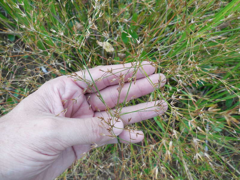 Juncus diffusissimus (slim-pod rush) - Tyler State Park, Smith County, Texas, US