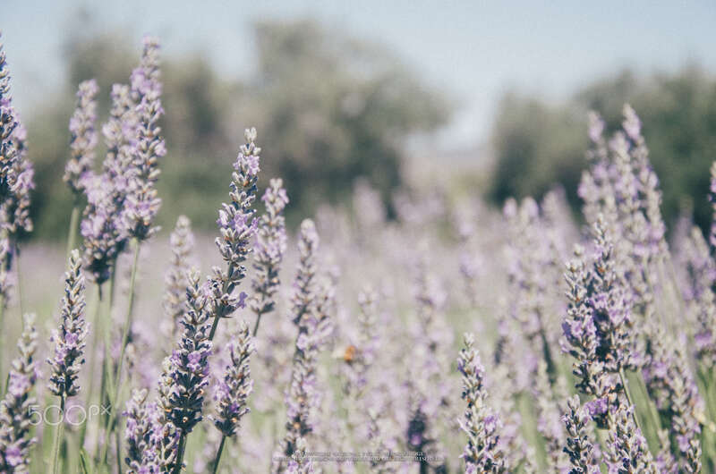 500px provided description: The 13th Lavender Festival ????? ????? [#field ,#nature ,#flower ,#floral ,#summer ,#season ,#countryside ,#flora ,#violet ,#rural ,#outdoors ,#herb ,#herbal ,#lavender ,#perfume ,#blooming ,#aromatic ,#hayfield