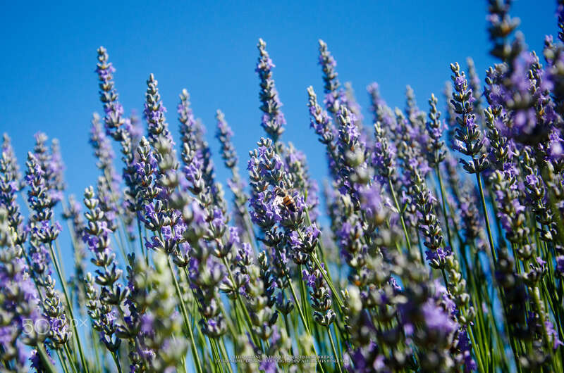 500px provided description: The 13th Lavender Festival ????? ????? [#field ,#nature ,#flower ,#floral ,#summer ,#leaf ,#season ,#garden ,#flora ,#rural ,#outdoors ,#growth ,#herb ,#lavender ,#perfume ,#blooming ,#aromatic ,#aromatherapy ,#nikond7000