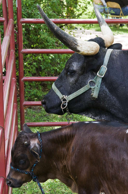 Longhorn cows at the Butler Longhorn Museum Wild West Show in League City