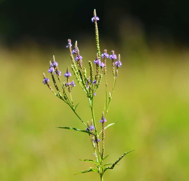 Mentor Marsh Nature Preserve
