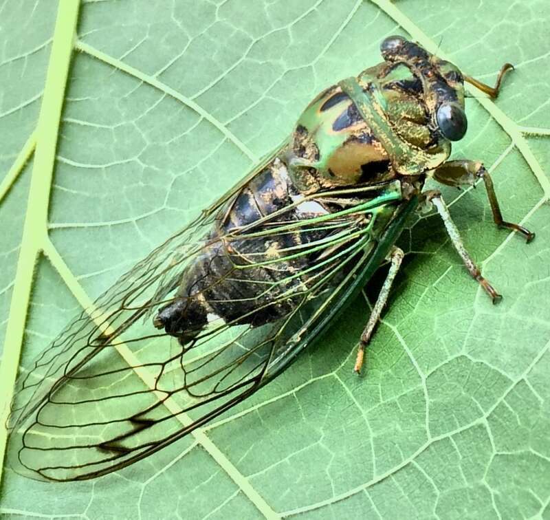 Neotibicen winnemanna, the Eastern scissor grinder cicada.