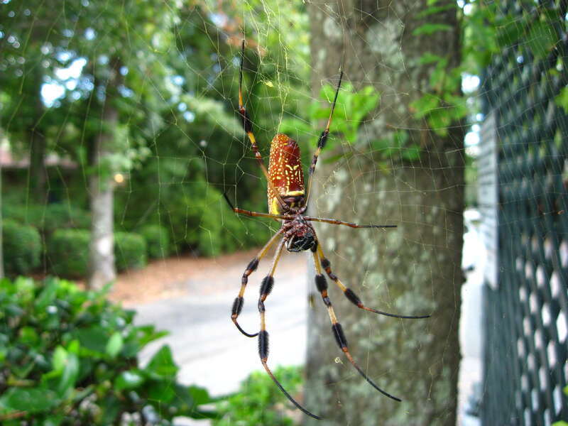 Underside of large female and her golden web.