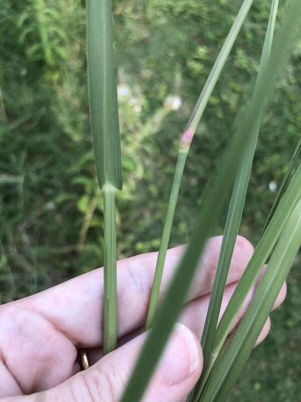 Panicum dichotomiflorum