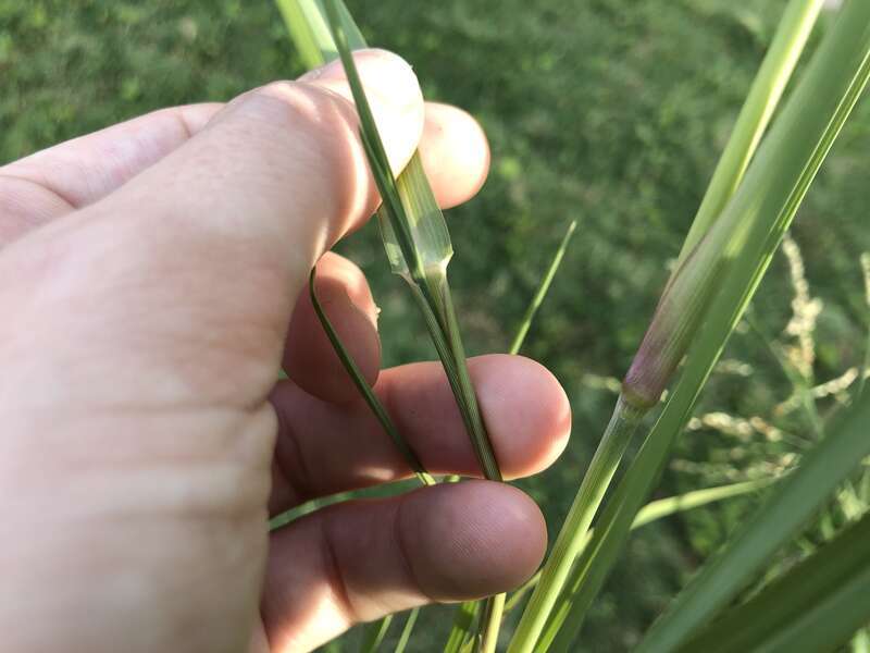 Panicum dichotomiflorum