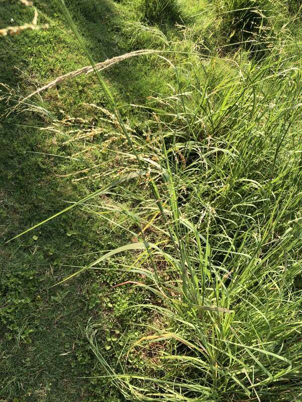 Panicum dichotomiflorum