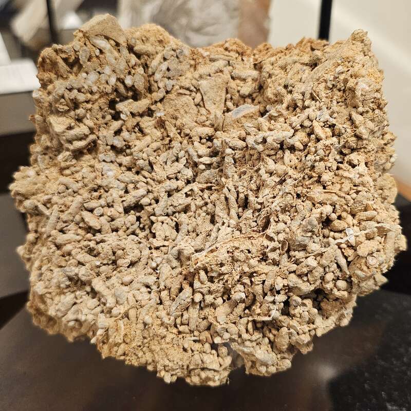 Parafusulina fossil at the Texas Energy Museum in downtown Beaumont, Texas. Per the museum, the organisms in this fossil are of an unknown species of the genus Parafusulina, of the subphylum Foraminifera and the order Fusulinida. It dates to the