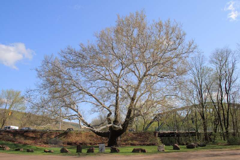 The Pinchot Sycamore, an American Sycamore (Platanus occidentalis) in Simsbury, Connecticut