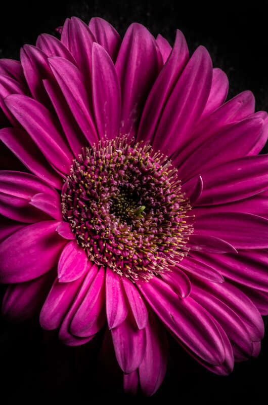 500px provided description: Daisy [#Nature ,#Art ,#Flowers]