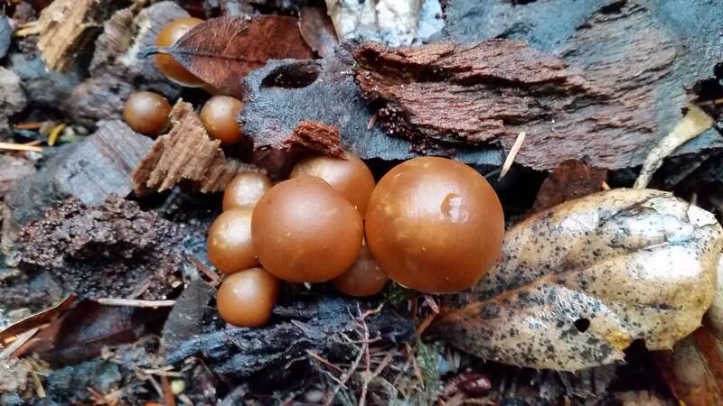 Common Stump Brittlestem (Psathyrella piluliformis)
